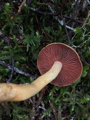 Cortinarius ominosus