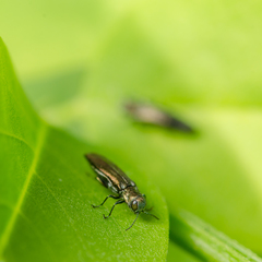 Agrilus egenus