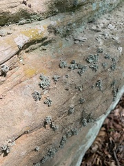 Ramalina labiosorediata