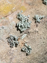 Ramalina labiosorediata