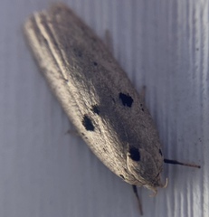 Scythropiodes issikii