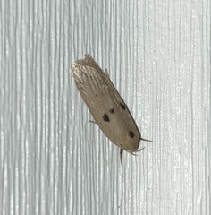 Scythropiodes issikii