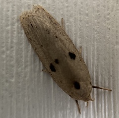 Scythropiodes issikii