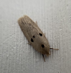 Scythropiodes issikii