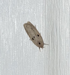 Scythropiodes issikii