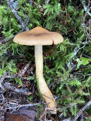 Cortinarius ominosus