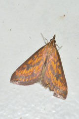 Pyrausta obtusanalis