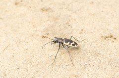 Cicindela formosa