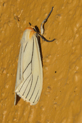 Spilosoma pelopea