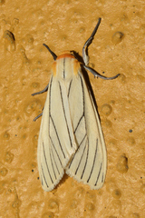 Spilosoma pelopea