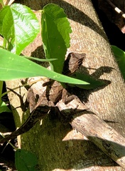 Anolis planiceps