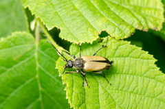 Trigonarthris proxima