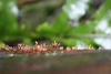 Nectria polythalama - Photo (c) Stella Fish, some rights reserved (CC BY-NC), uploaded by Stella Fish