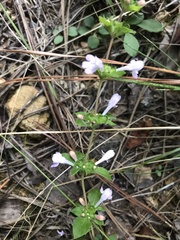 Clinopodium talladeganum
