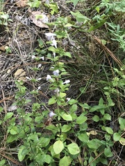 Clinopodium talladeganum