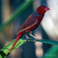 Neochmia phaeton phaeton