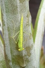 Tropidomantis