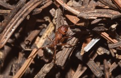 Formica sanguinea