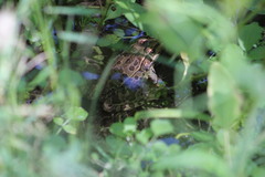 Lithobates yavapaiensis