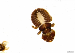 Docophoroides