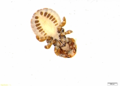 Docophoroides