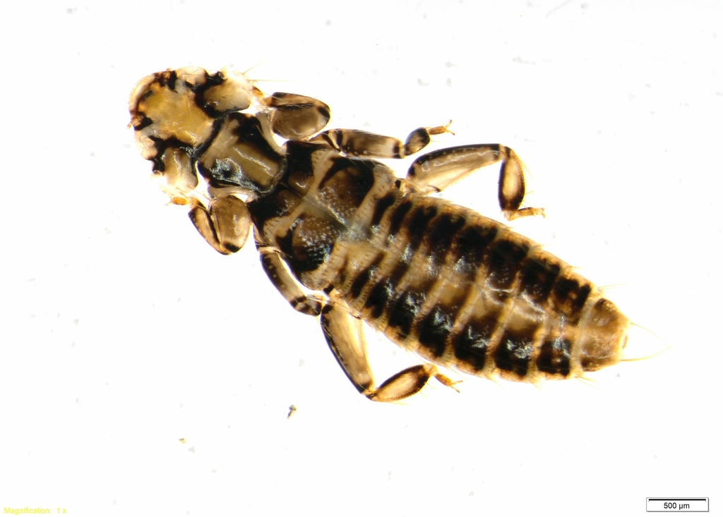 Large duck louse