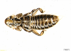 Trinoton querquedulae