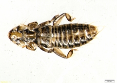 Trinoton querquedulae