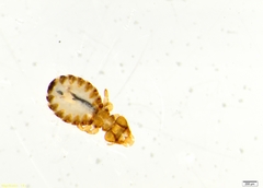 Anatoecus