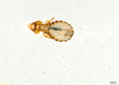 Anatoecus