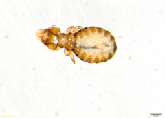 Anatoecus