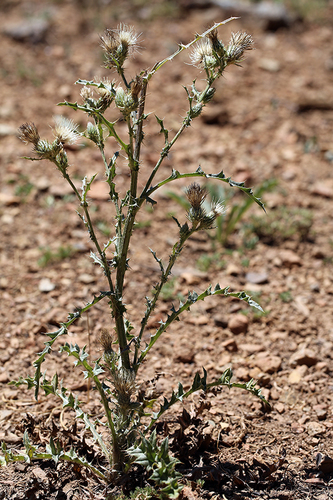 Cirsium scariosum var. robustum