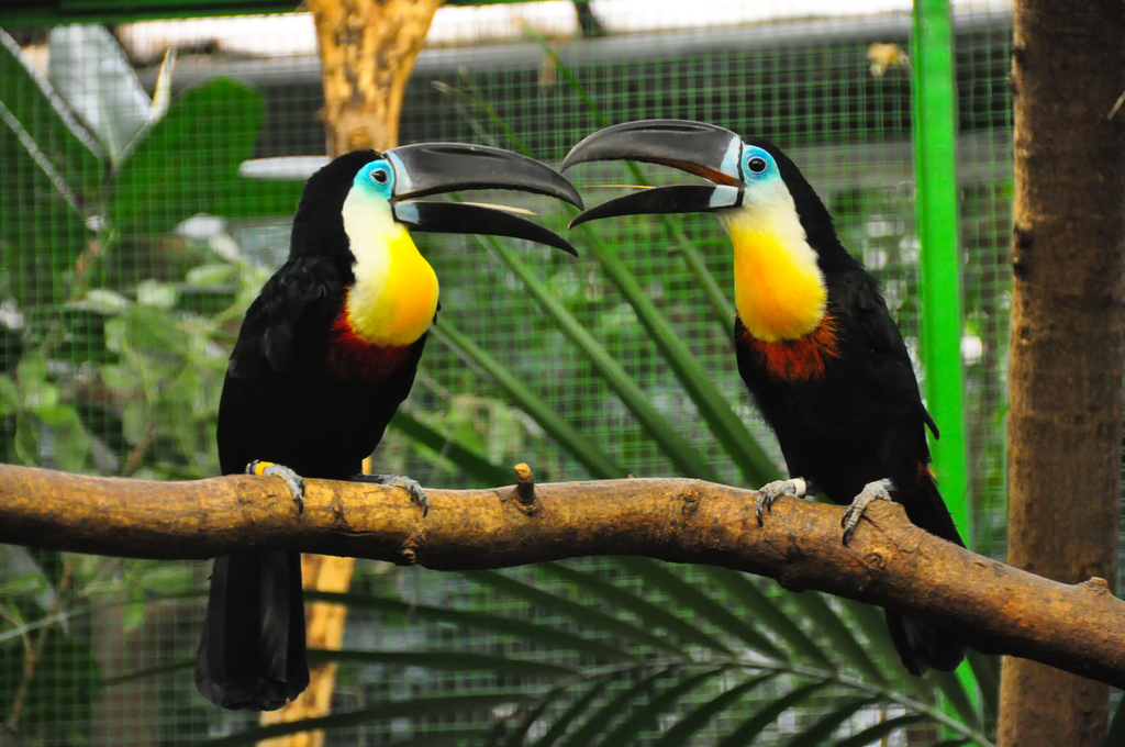 Channel-billed Toucan