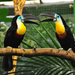 Channel-billed Toucan - Photo (c) Olaf Oliviero Riemer, some rights reserved (CC BY-SA)
