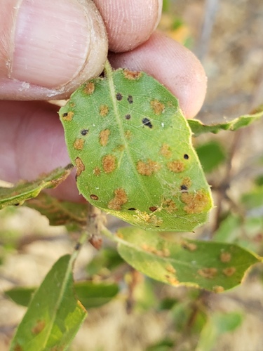 Live Oak Erineum Mite