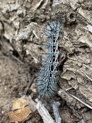 Automeris zephyria