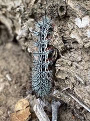 Automeris zephyria