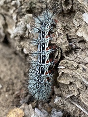 Automeris zephyria