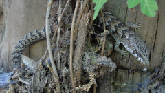 Elgaria paucicarinata