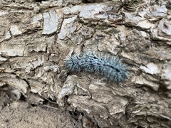 Automeris zephyria