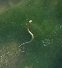 Trimerodytes annularis