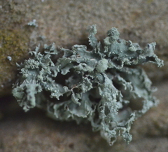 Ramalina labiosorediata