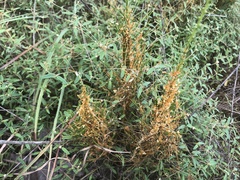 Cuscuta harperi
