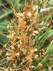 Cuscuta harperi