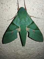 Eumorpha labruscae labruscae