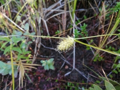 Carex bullata