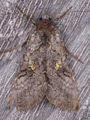 Syngrapha viridisigma