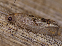 Eucosma tomonana