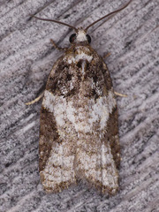 Acleris variana