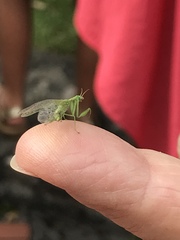 Zeugomantispa minuta